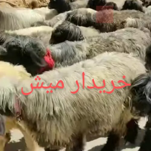 خریدار میش جوان ابستن