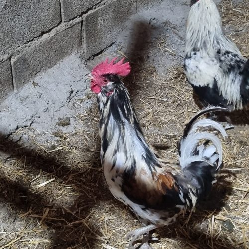 مرغ بالغ و طاقچه