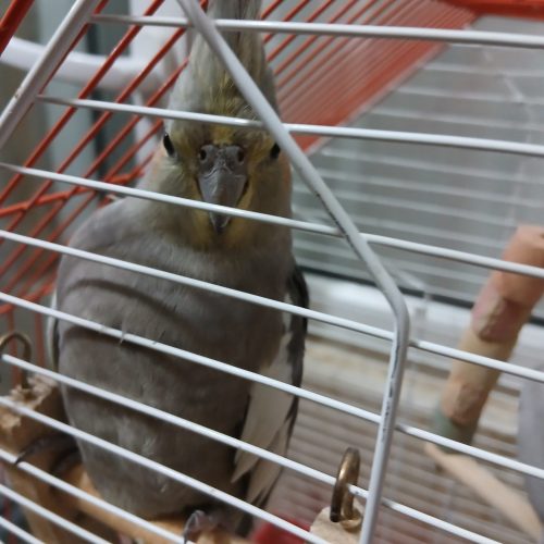 عروس هلندی دو عدد نر و ماده