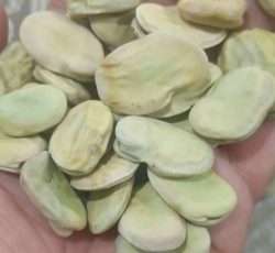 خریدوفروش حبوبات:باقله/باقلا0لوبیا0ماش