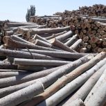 خریدار انواع چوب تر وخشک