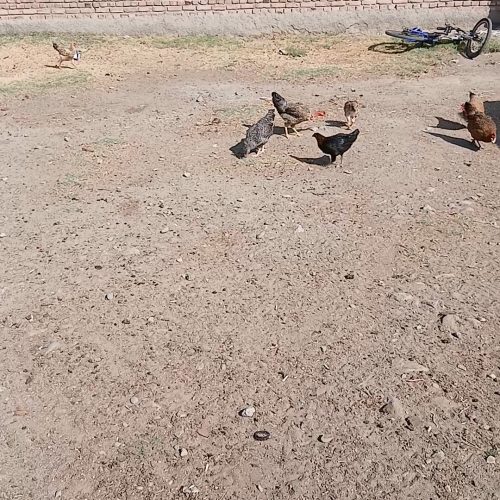 فروش مرغ وخروس