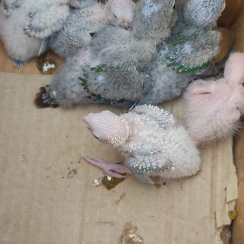 گیرنچک جفت 100درصد مولد