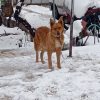 سگ ژرمن