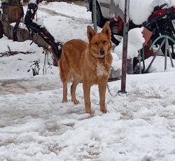 سگ ژرمن