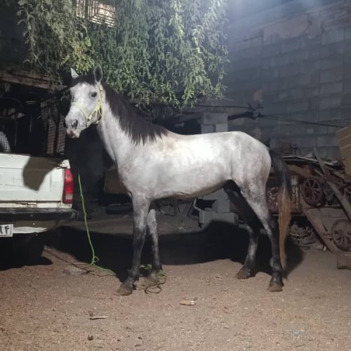 کاملا سواری آرام