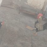 شهرک رزمندگان فاز 2 ایثارگران 5 نبش شجاعت