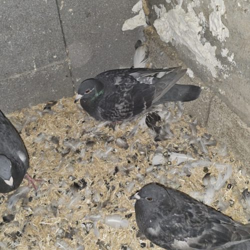 بهترین کبوتر های پلاکی وکاکلی