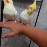 عروس هلندی اهلی