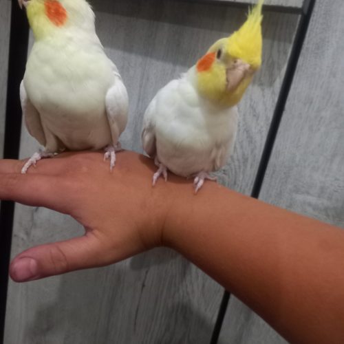 عروس هلندی اهلی