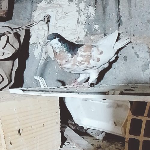 کفترشهری پرگل