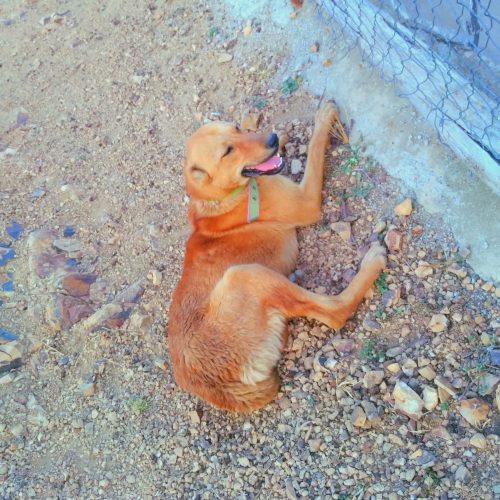 سگ افقان آدم بگیر