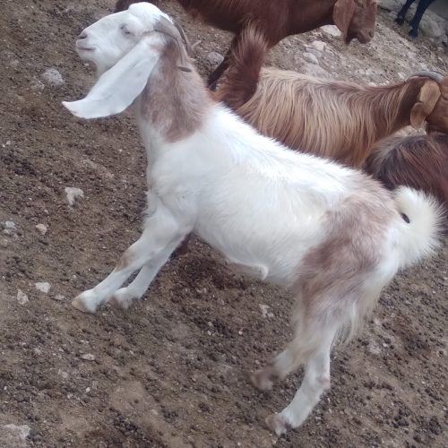 بز پاکستانی