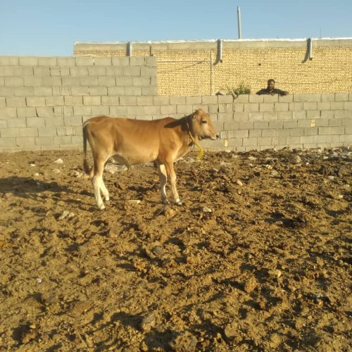 گوساله‌نر‌