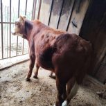 یک عدد گوساله نر شیر خورده و یه ماده تو پر