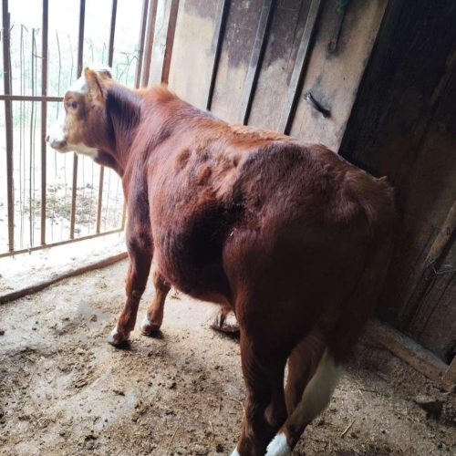 یک عدد گوساله نر شیر خورده و یه ماده تو پر