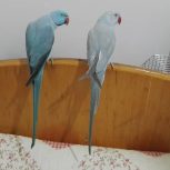 طوطی ملنگو لوتینو