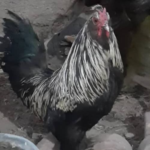 خروس محلی سلطان