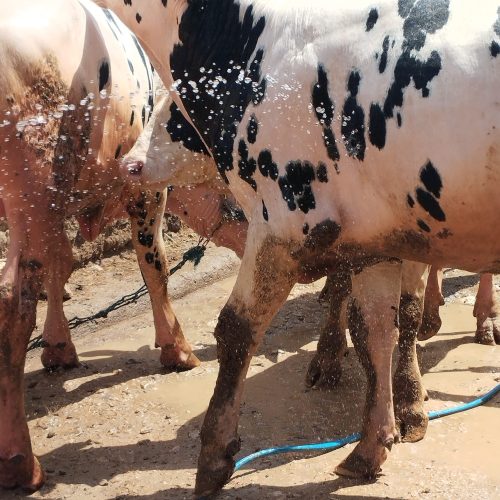 سلام 4عددگوساله درج یک به فروش میرس