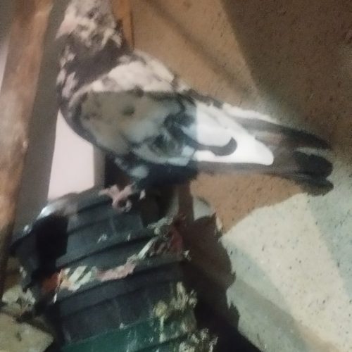 کبوتر سینه ای