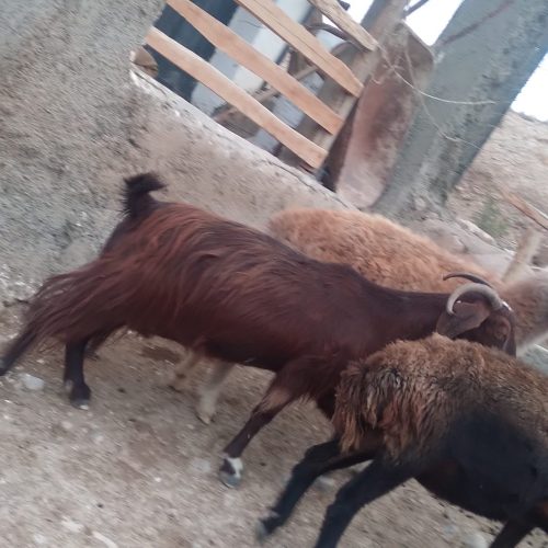 بز پاکستانی