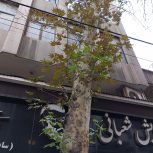 وردست ارایشگر