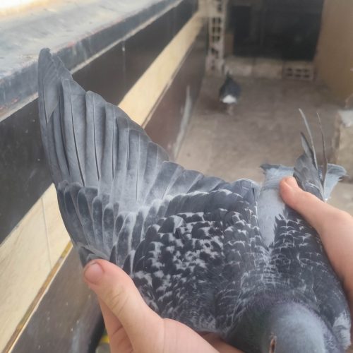 کبوتر پلاکی