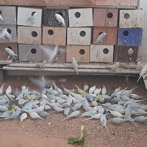 پرنده عروس هلندی ومرغ عشق