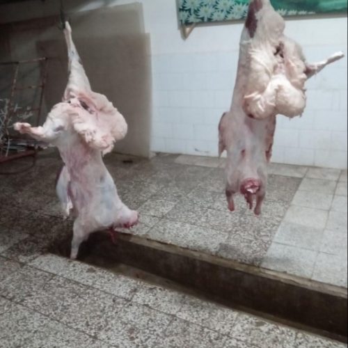 قصاب سیار ذبح اسلامی انواع مختلف حلال گوشت
