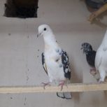 فروش کبوتر