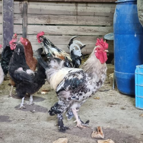 مرغ بالغ و طاقچه