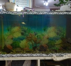 سلام اکواریوم با موتور و ماهی برای توضیحات کامل زنگ بزنید