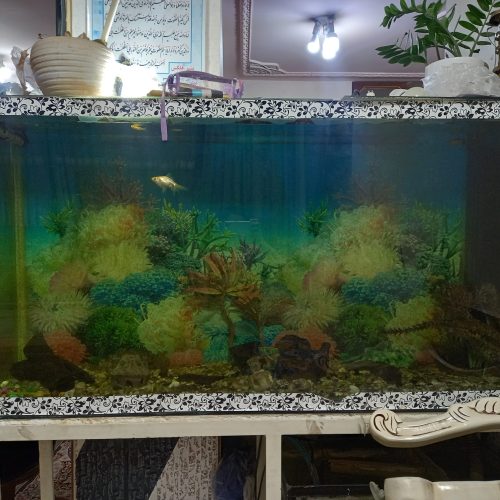 سلام اکواریوم با موتور و ماهی برای توضیحات کامل زنگ بزنید