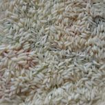 فروش برنج صدری