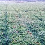 نهال توت فرهنگی