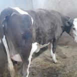 گاو سیمیتال درجه یک با گوساله نر درجه یک