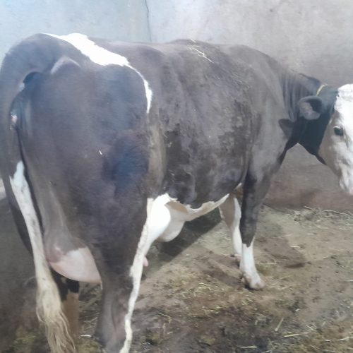 گاو سیمیتال درجه یک با گوساله نر درجه یک
