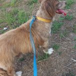 واگذاری سگ کوکو نی