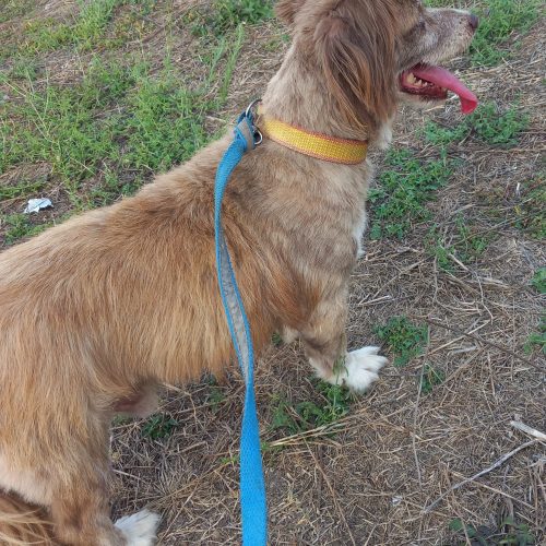 واگذاری سگ کوکو نی