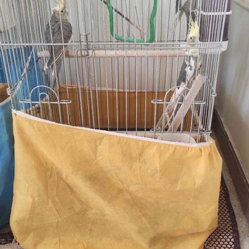 عروس هلندی فقط 480