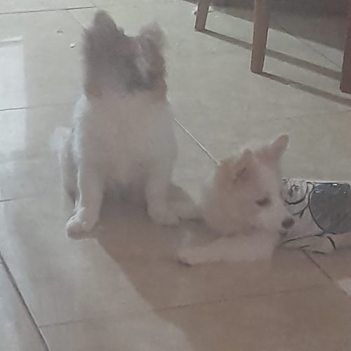 توله سگ های پارامین 2 ماهه