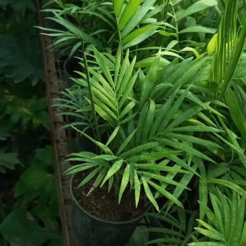 گل وگیاه، شامادورا، برگ انجیری فر