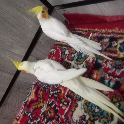 عروس هلندی اهلی