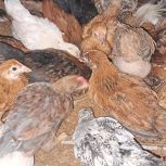 جوجه محلی گلپایگانی