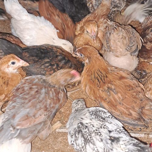 جوجه محلی گلپایگانی