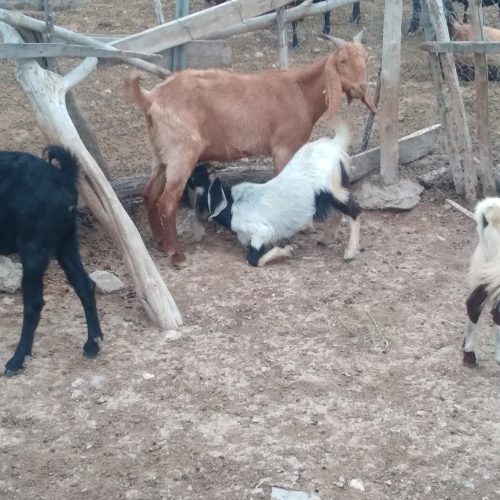 بز پاکستانی