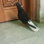 خریدار کبوتر یا کفتر هستم