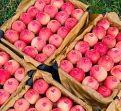فروش انواع میوه و سیفیجات صادراتی