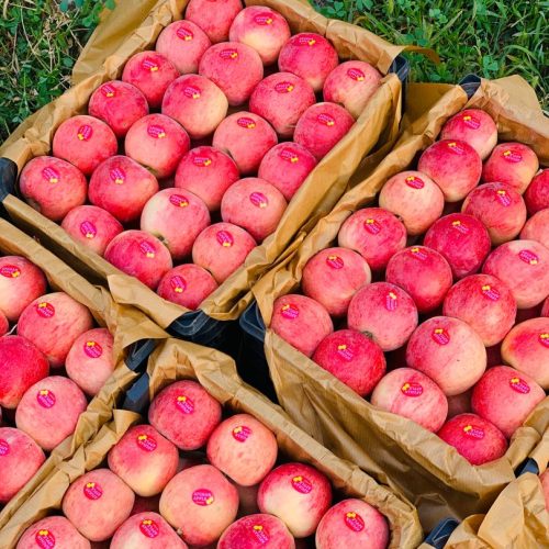 فروش انواع میوه و سیفیجات صادراتی