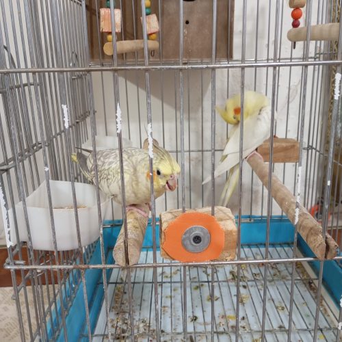 یک جفت عروس هلندی